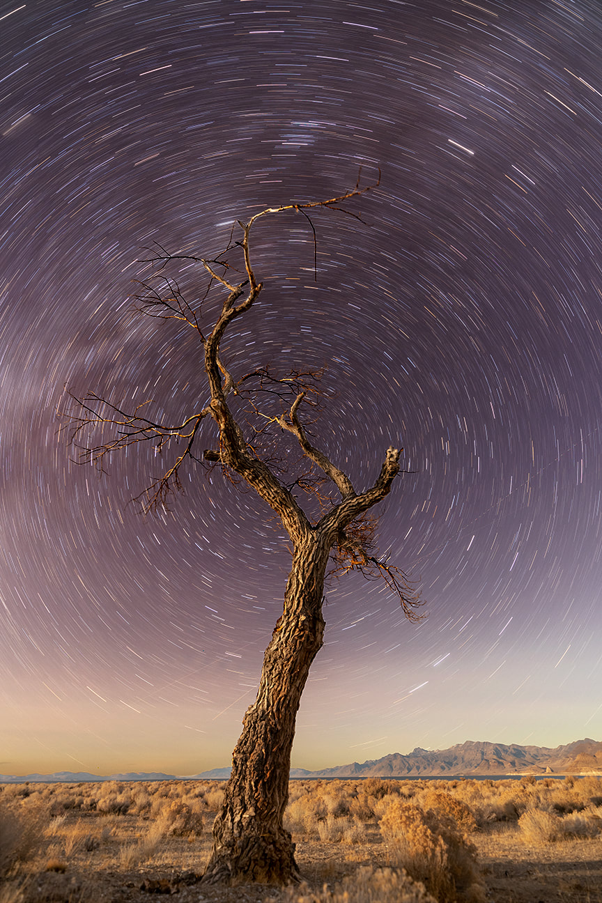 Photograph of tree and north star located in Pyramid Lake, Nevada. Background shows astrophotography, stars, milky way, Reno, Lake Tahoe, desert. Picture